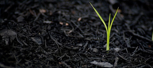 Hay Vida luego de la Muerta